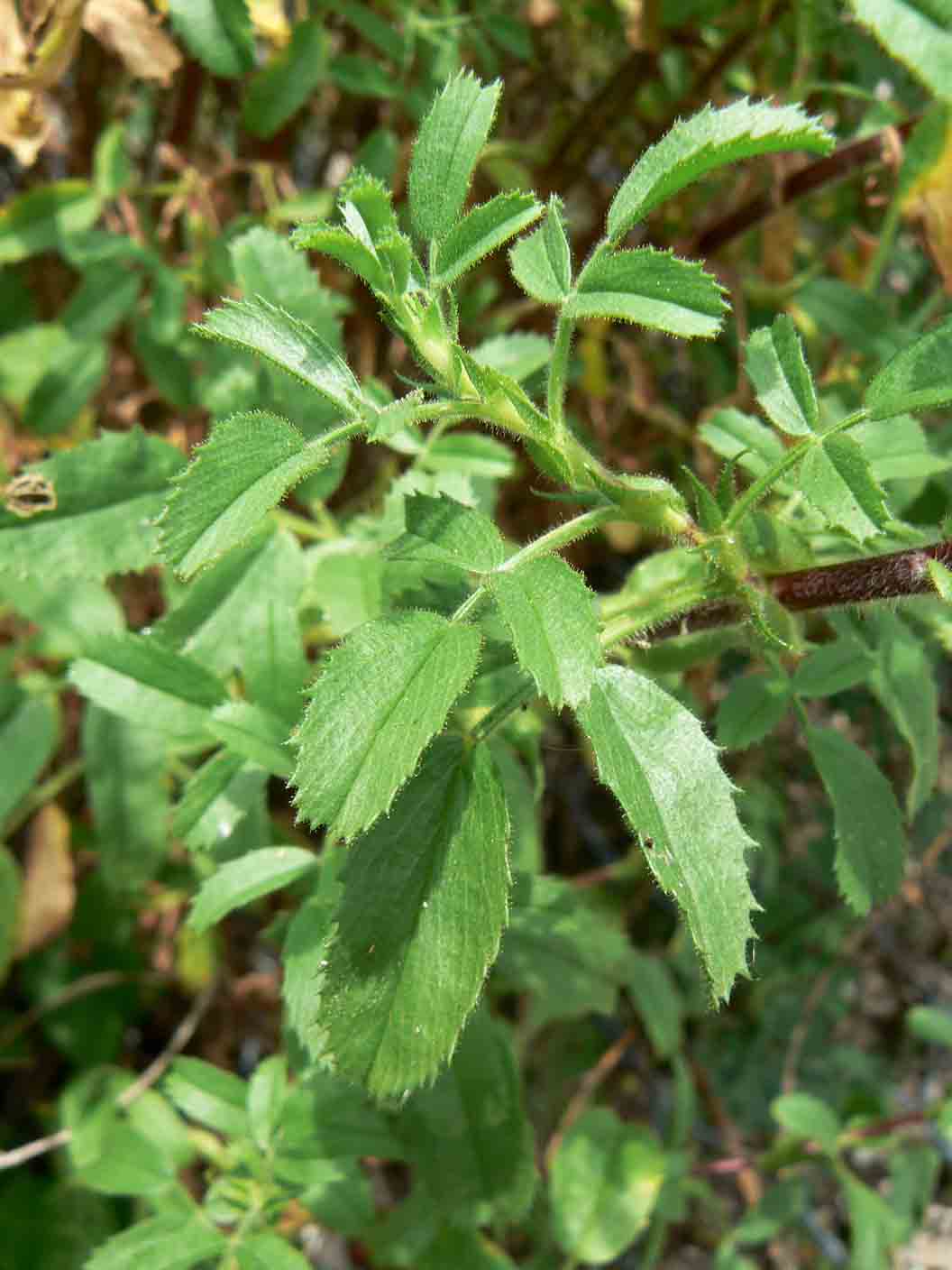 Fabacea - cfr. Ononis natrix